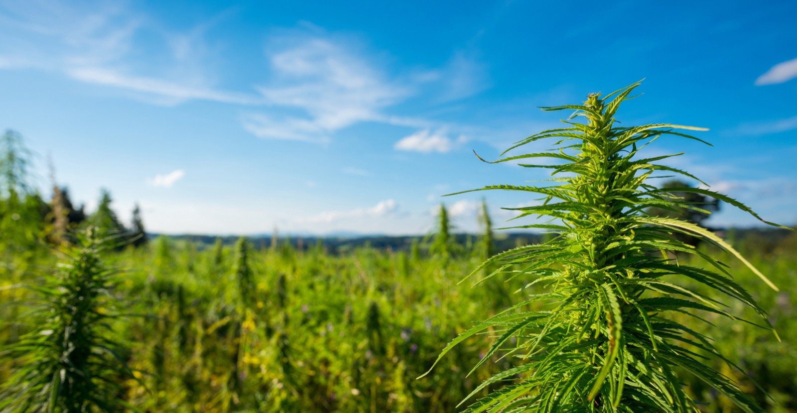 Mais d’ou vient le cannabis? Image