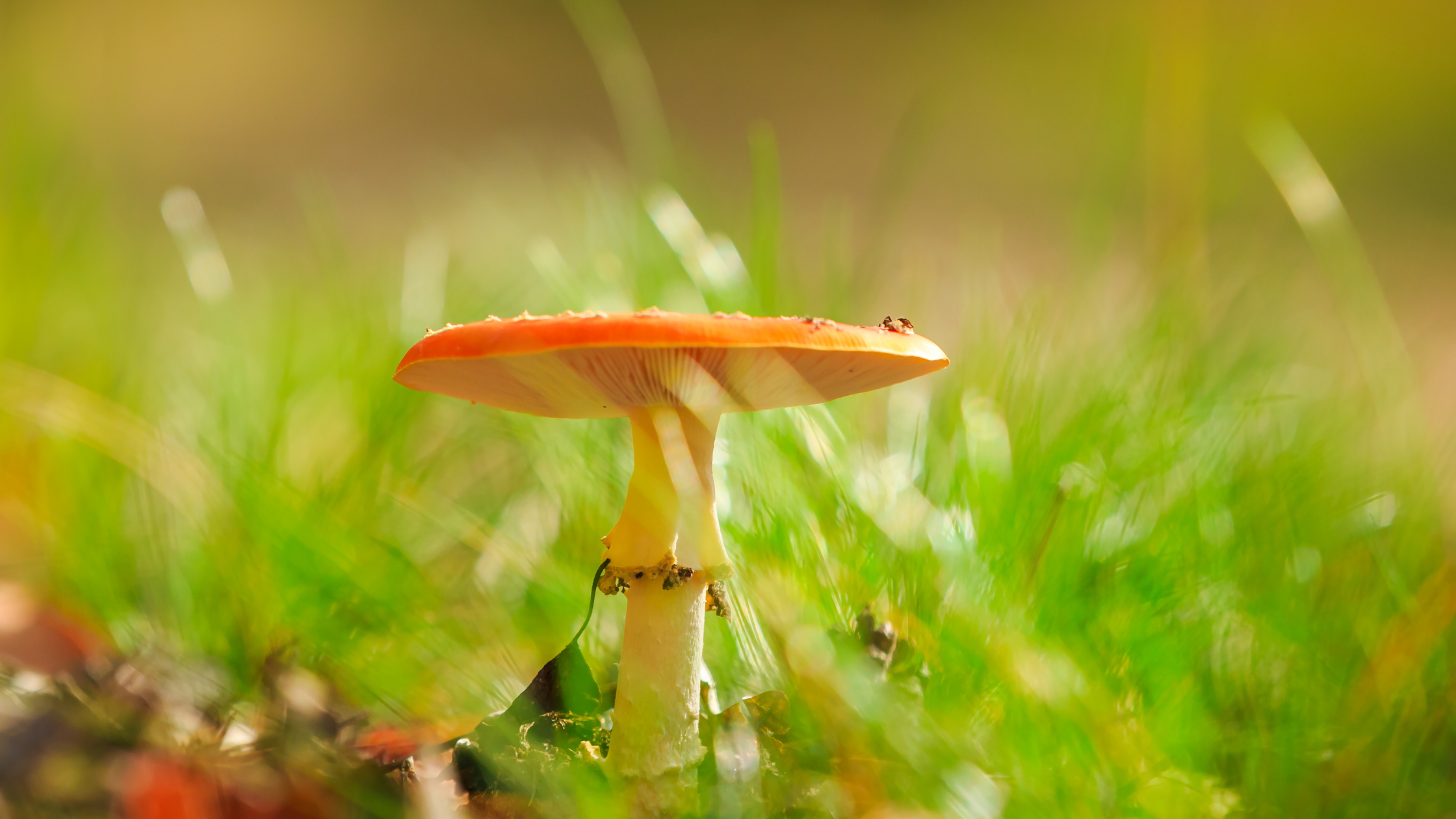 Muscimole : un champignons aux multiples produits dérivés