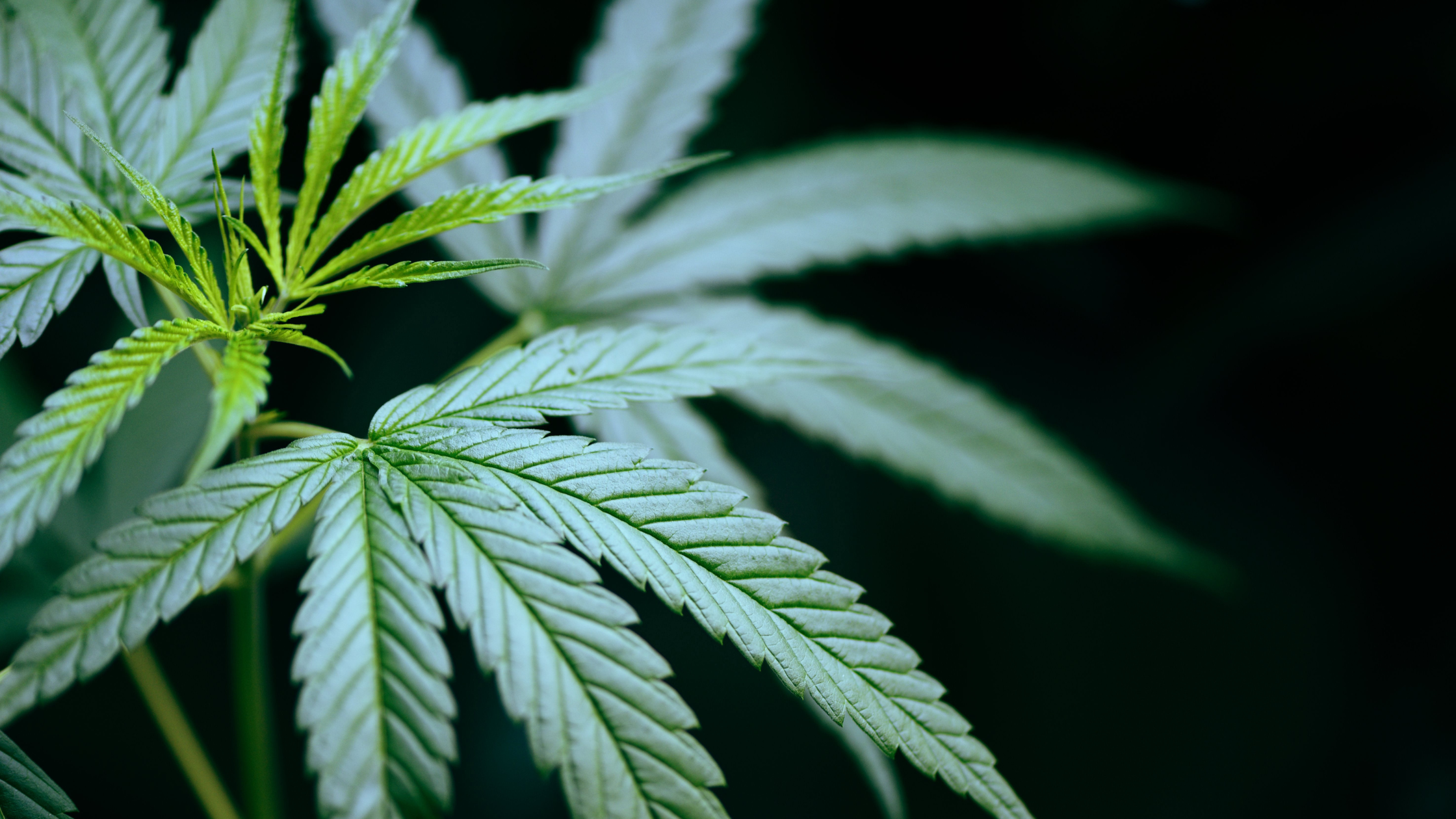 Nouveautés CBD 2026 chez Deli Hemp : nouvelles fleurs, résines et gummies à découvrir Image