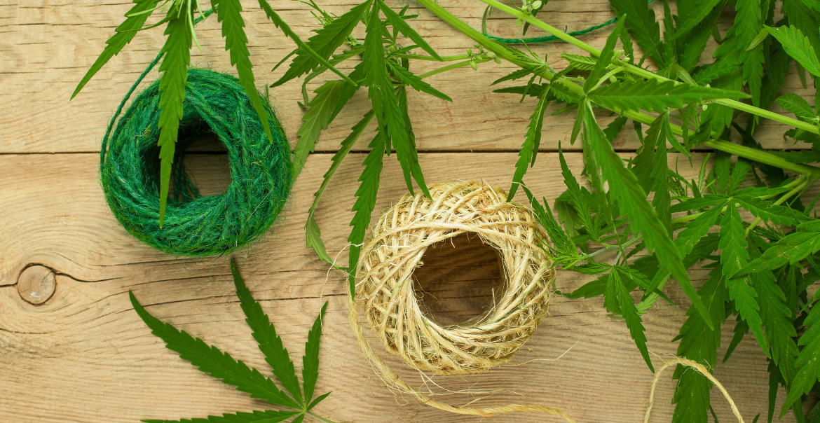 Nouveautés Fleurs CBD Hydroponiques : Chanvre Premium & Cannabis Légal