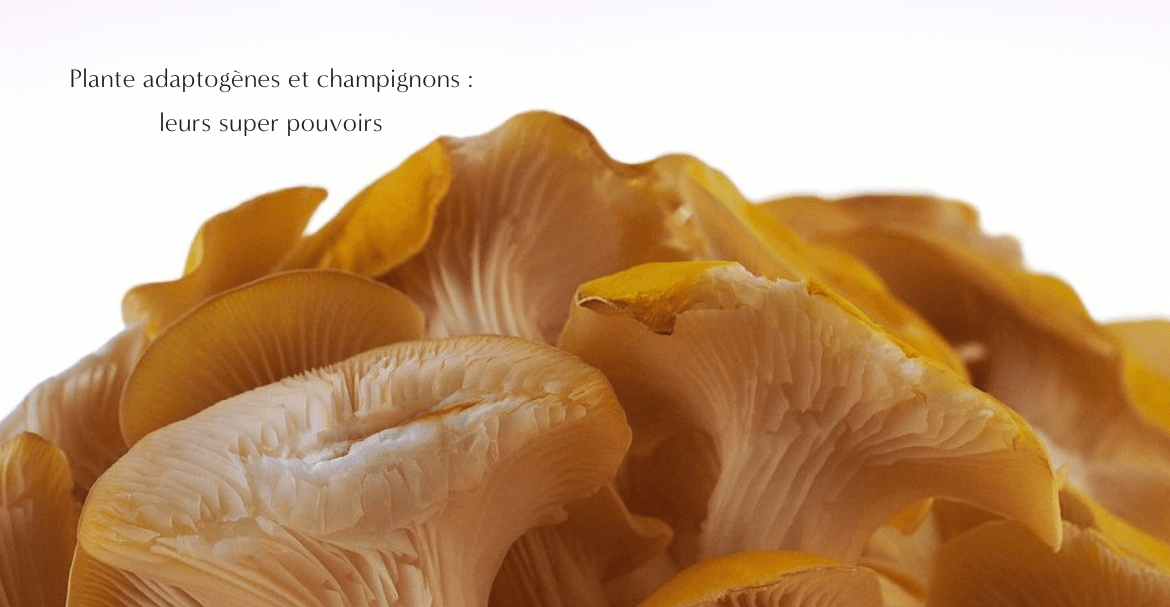 Plante adaptogènes et champignon : leurs super pouvoirs