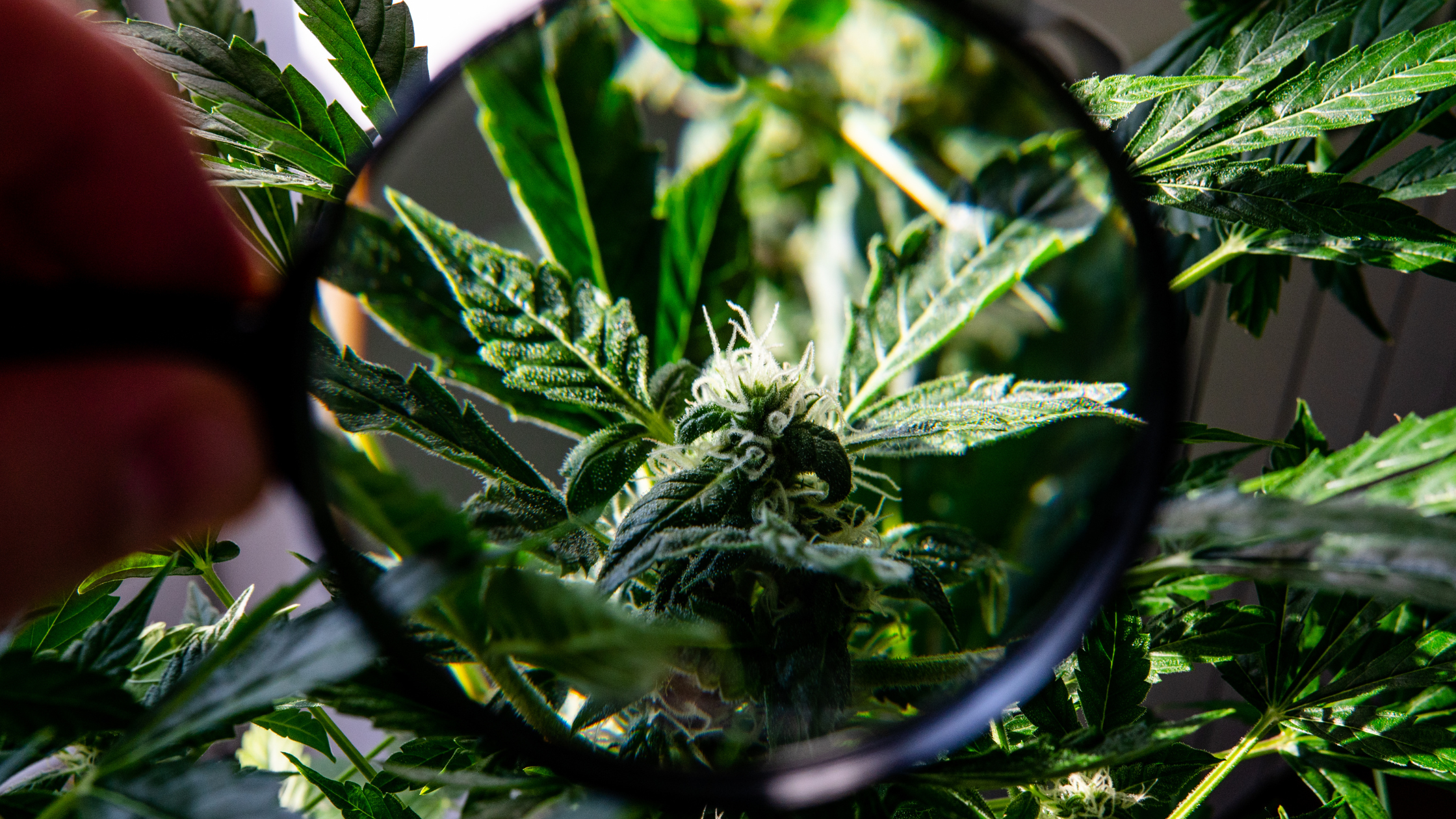 Pourquoi Choisir le CBG plutôt que le CBD : Avantages et Comparaisons Essentielles