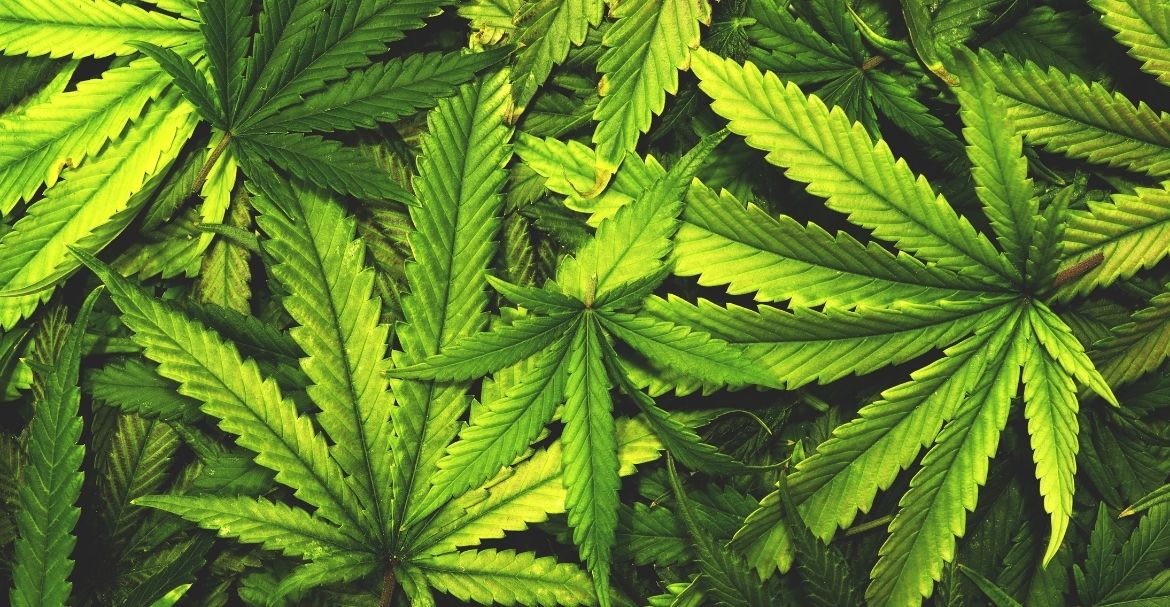 Pourquoi parle-t-on de la « Marie-jeanne » pour désigner le cannabis ?