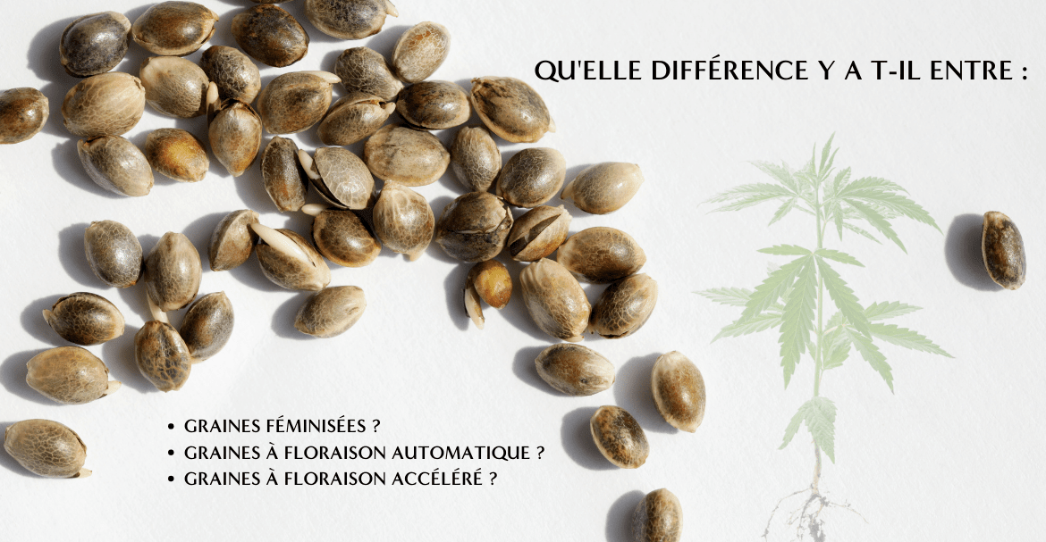 Qu'elle différence y a t-il entre :  Graines féminisées / Graines à floraison automatique / Graines à floraison accéléré ? Image