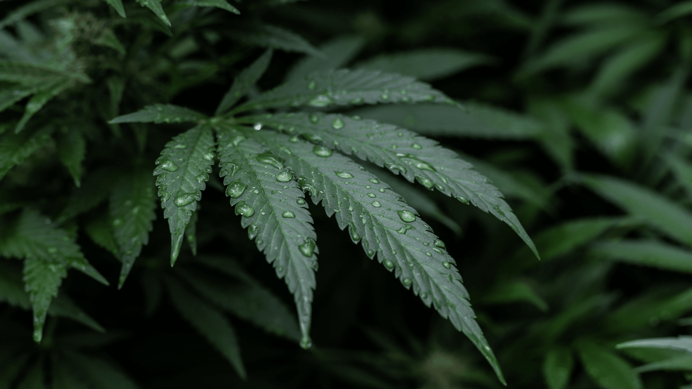 Qu'est-ce que la résine de CBD ?