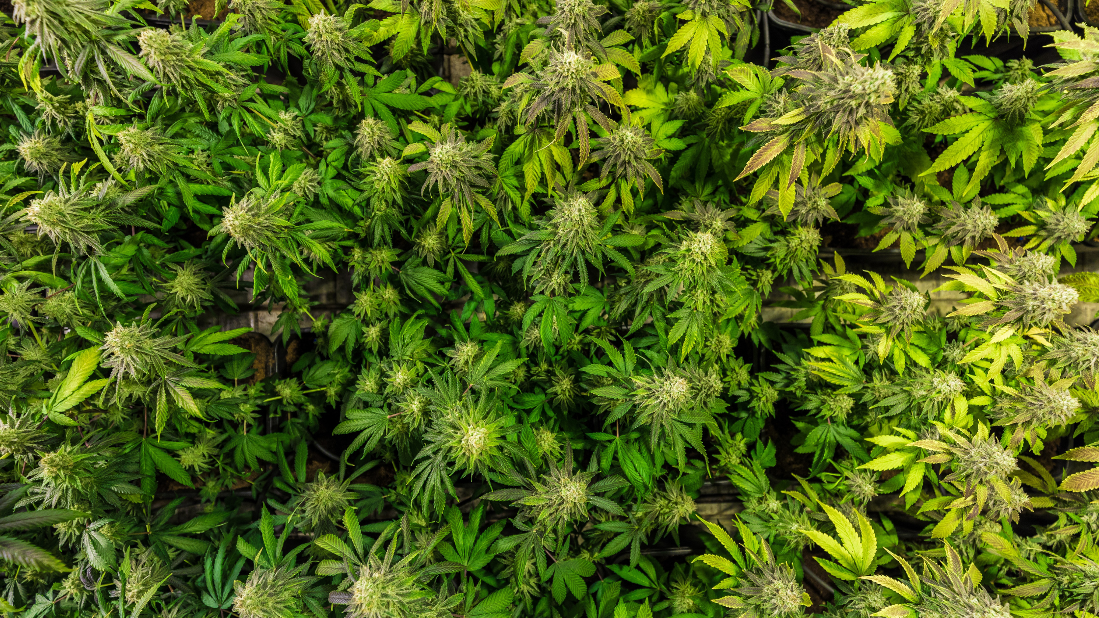Amer, terreux, fruité... Quel est le vrai goût du CBD ? Image