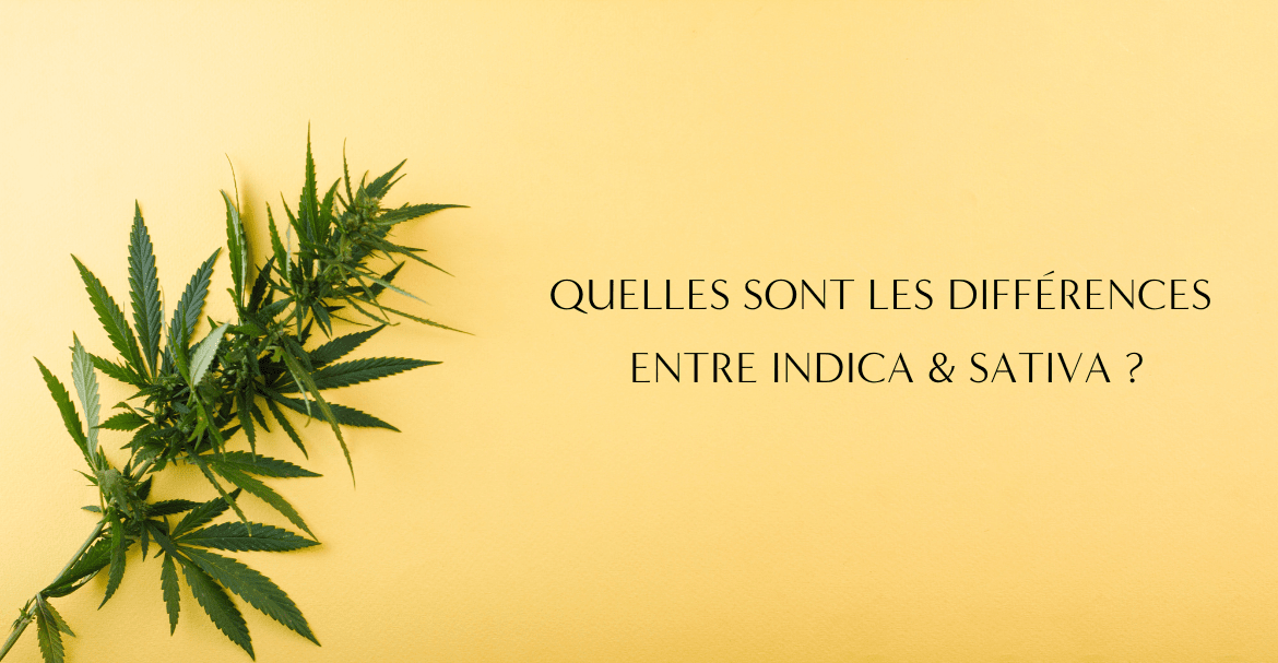 Quelles sont les différences entre Indica et Sativa ? Image