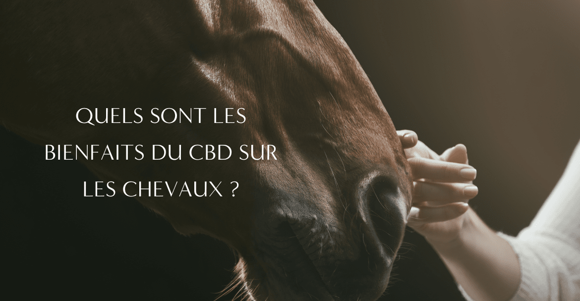 QUELS SONT LES BIENFAITS DU CBD SUR LES CHEVAUX ?