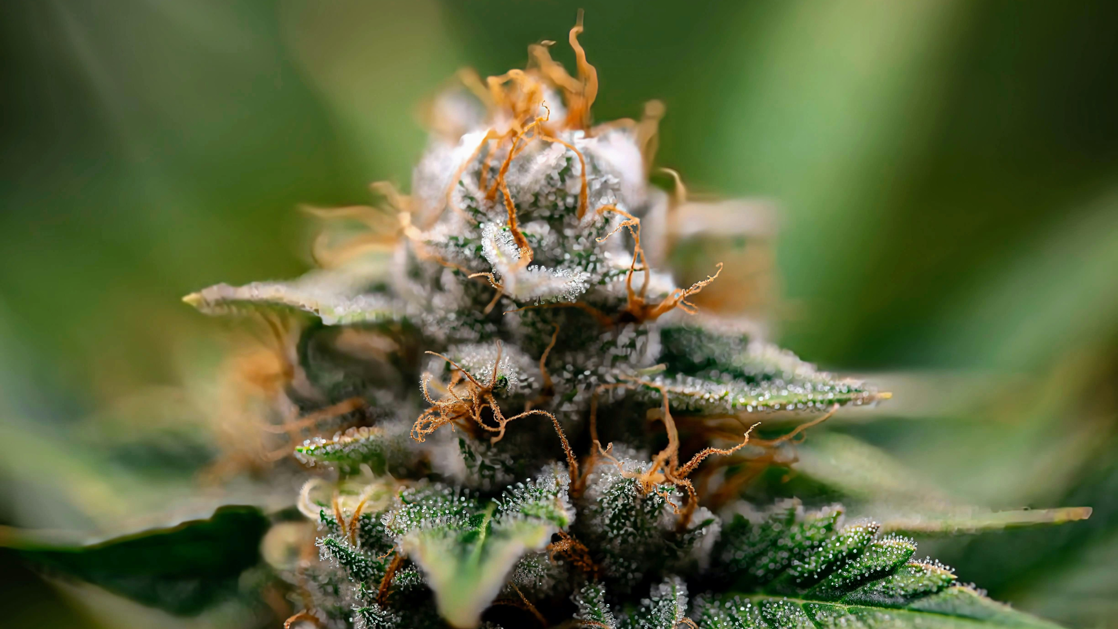 Qu’est-ce que le cannabidiol (CBD) ? Définition claire et guide complet Image