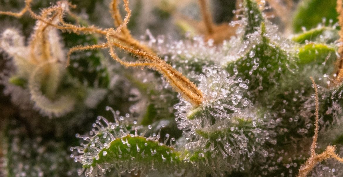 Qu’est ce que les trichromes de cannabis ?