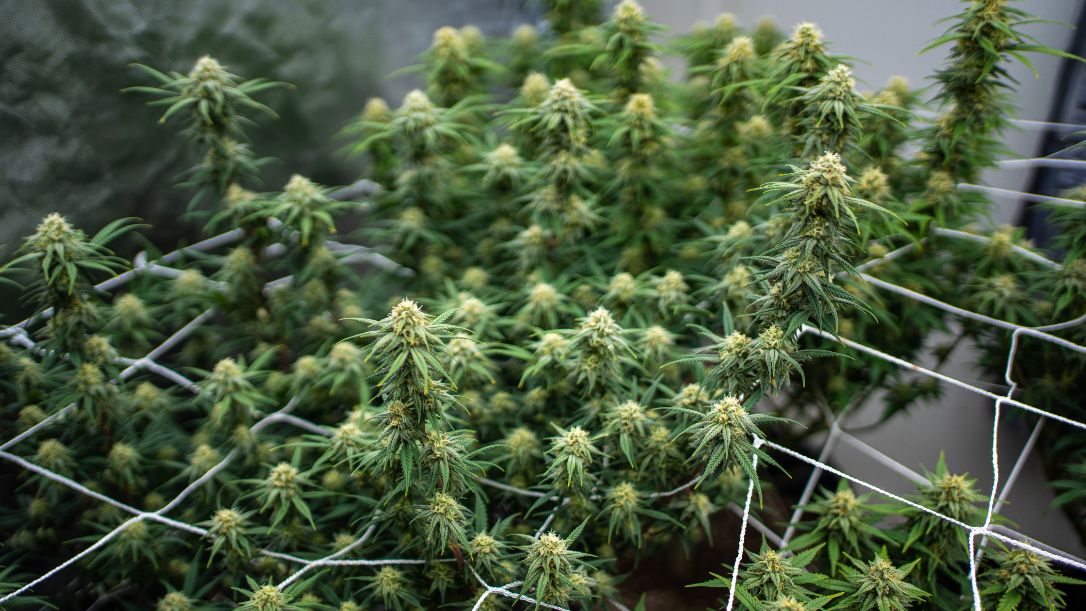 Sativa vs Indica : quelles différences ?