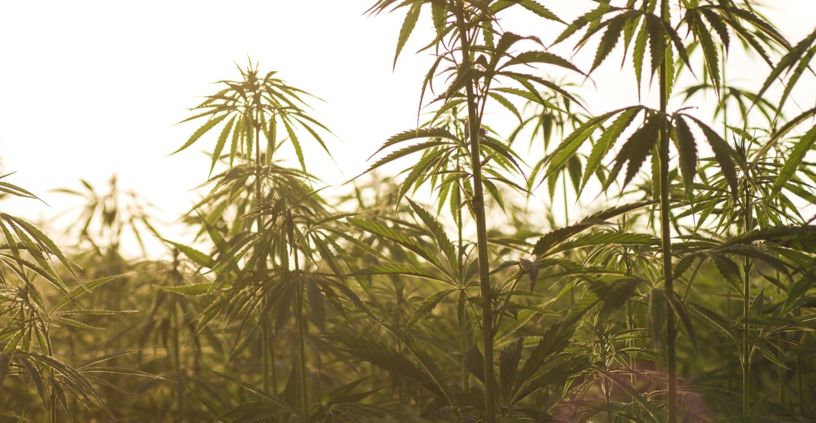 Se relaxer avec le CBD : Comment fonctionne-t-il sur l’organisme ?