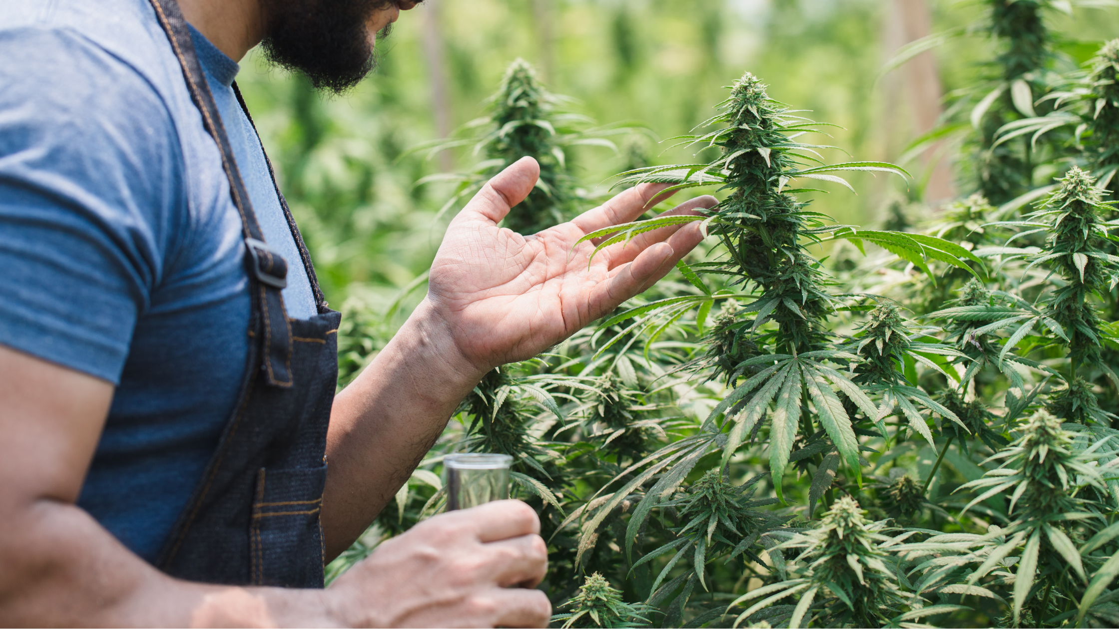 Skunk CBD : profil aromatique et particularités d’une variété emblématique Image