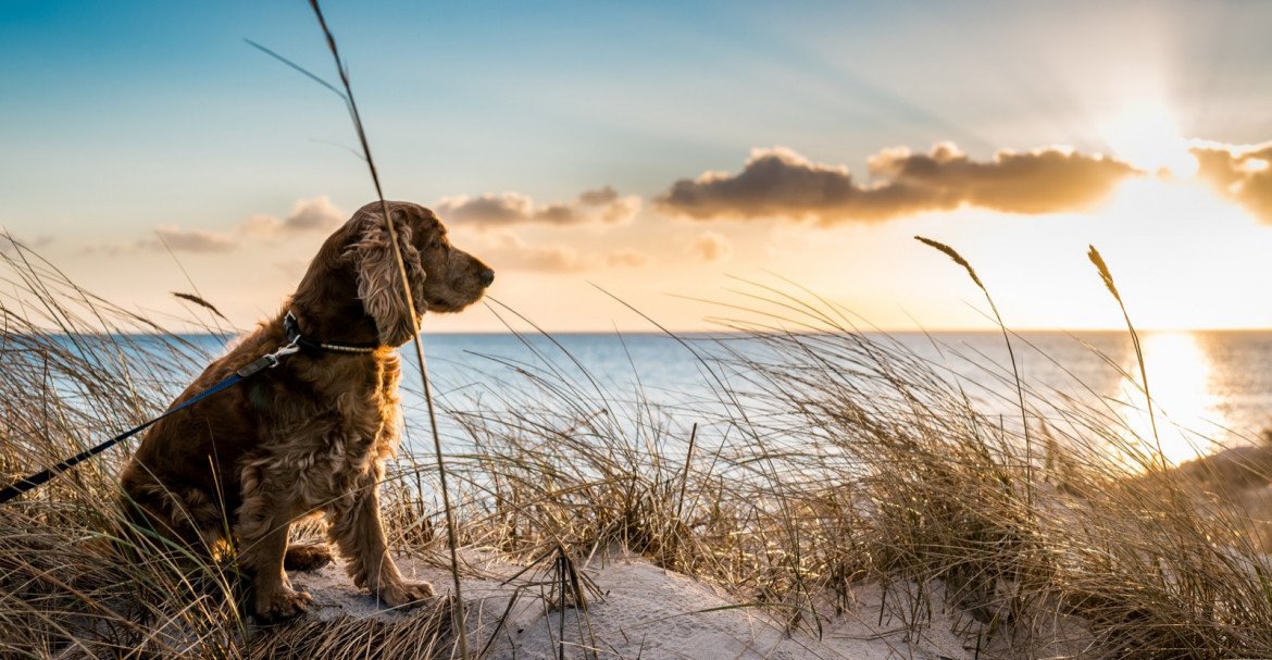 Soulager les animaux stressés par les vacances avec le CBD.