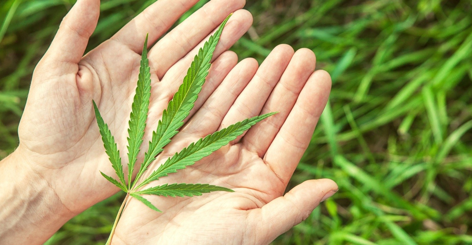 Sport et CBD, un allié de plus chez les sportifs
