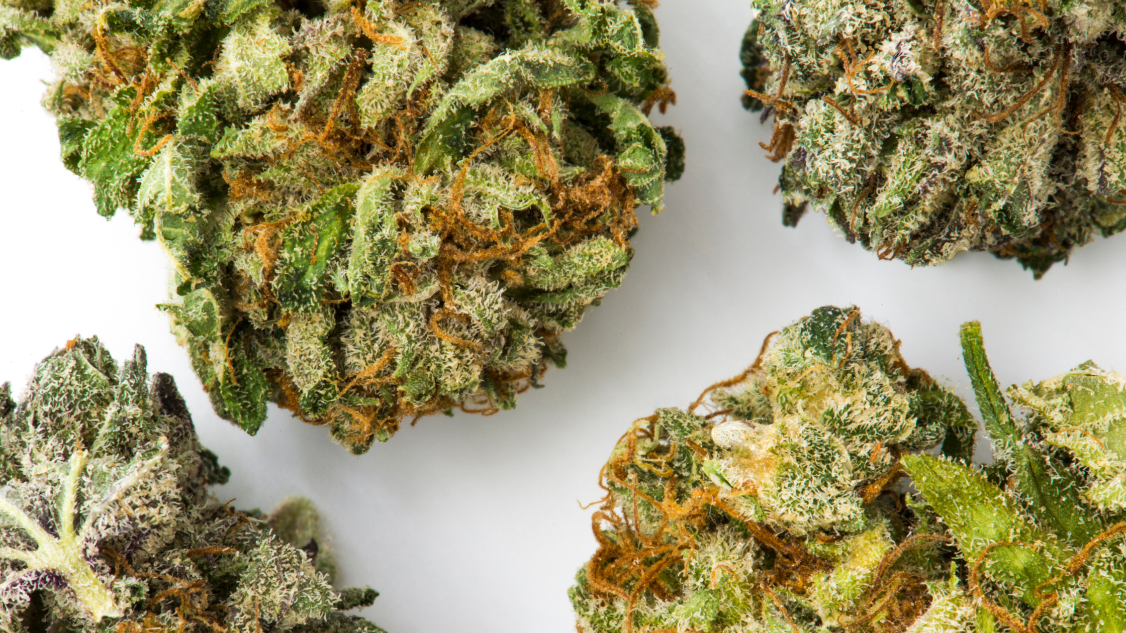 Tangerine Hydro : fleur CBD premium aux notes d’orange & mandarine