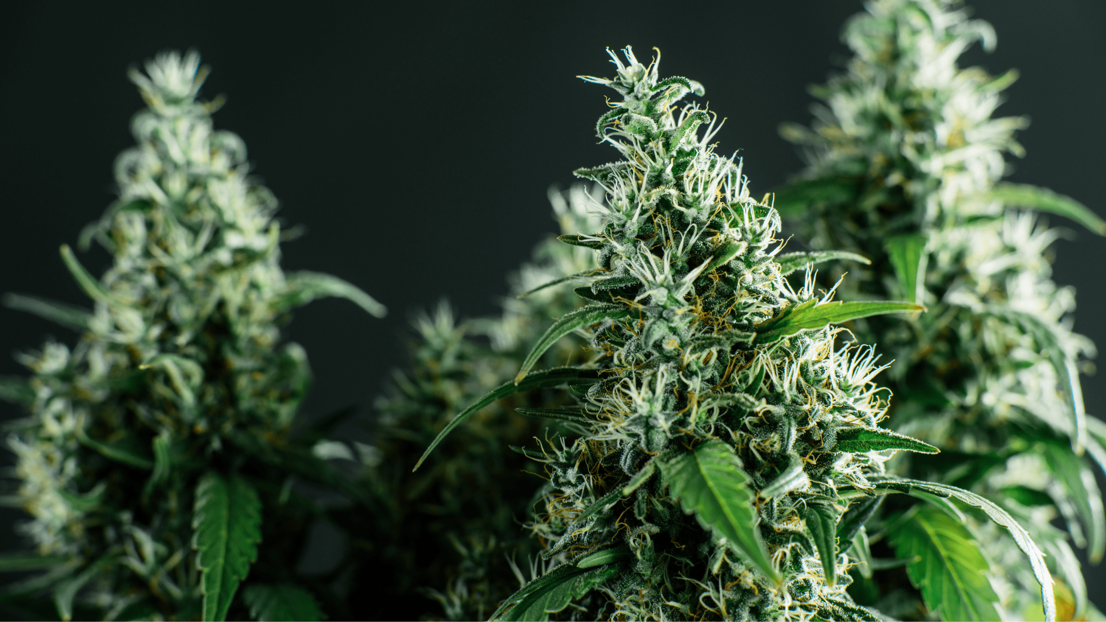 Top 3 des fleurs CBD outdoor pas chères Image