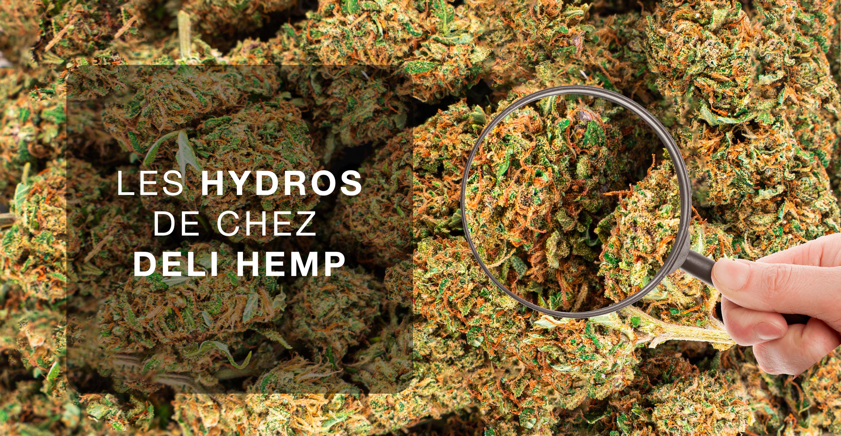 Tout savoir sur les fleurs CBD Hydro Deli Hemp