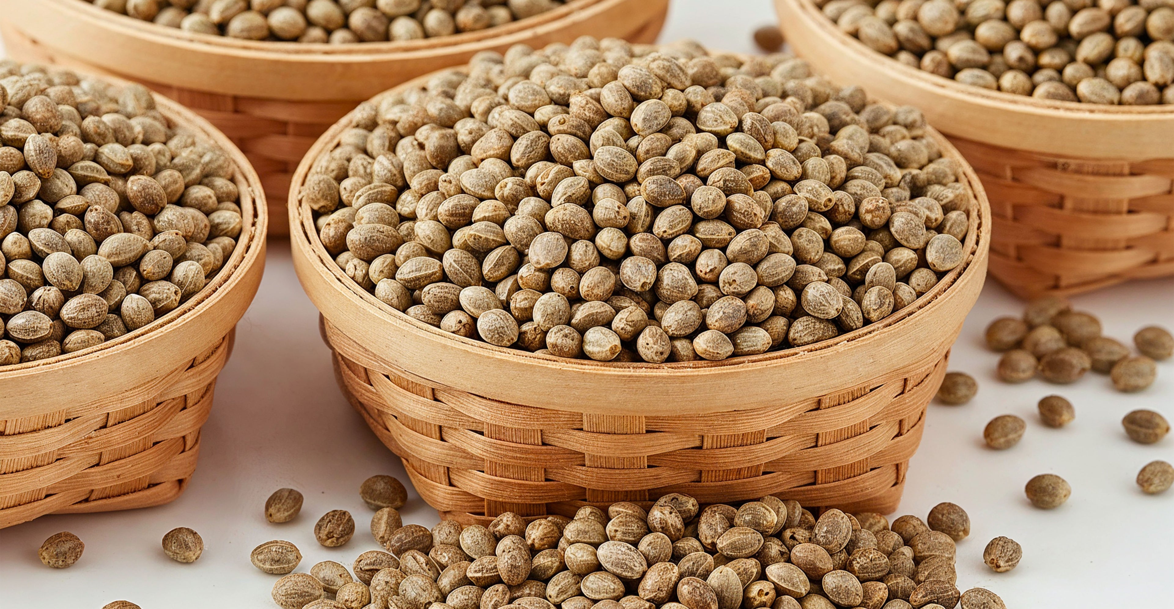 Tout savoir sur les graines CBD en 2025 | Deli Hemp Image