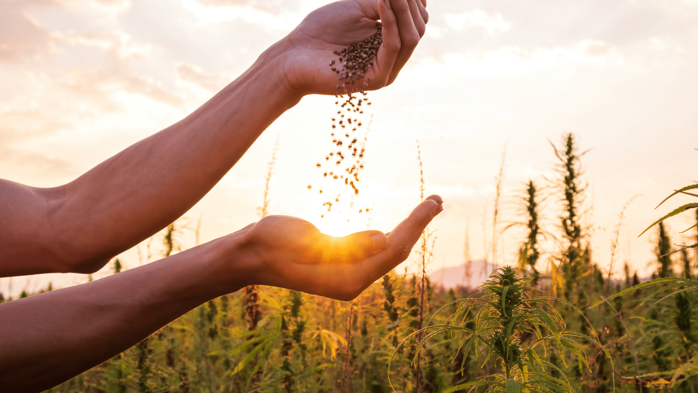 Tout savoir sur les graines de CBD, et la législation en France
