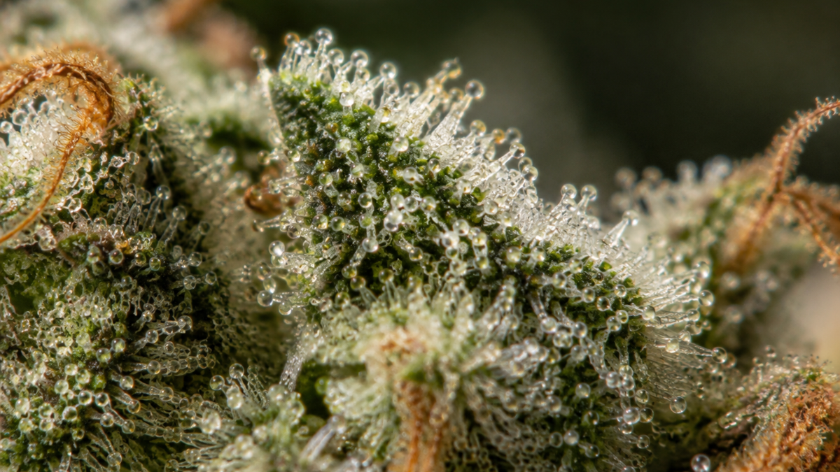 Trichomes CBD : comment reconnaître les cristaux d'une fleur de chanvre ? Image