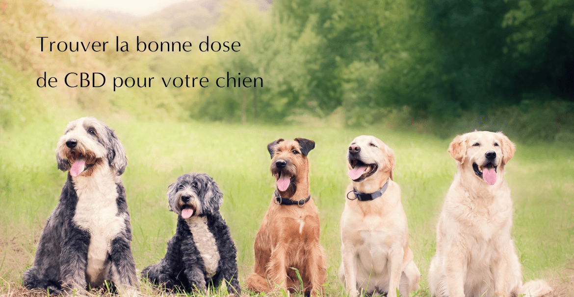 Trouver la bonne dose de CBD pour votre chien - Ce que vous devez savoir Image