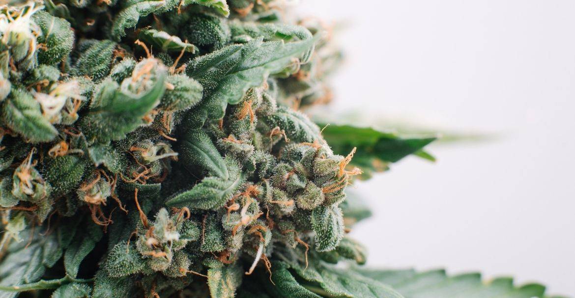 Vers l'autorisation de la culture du CBD en France