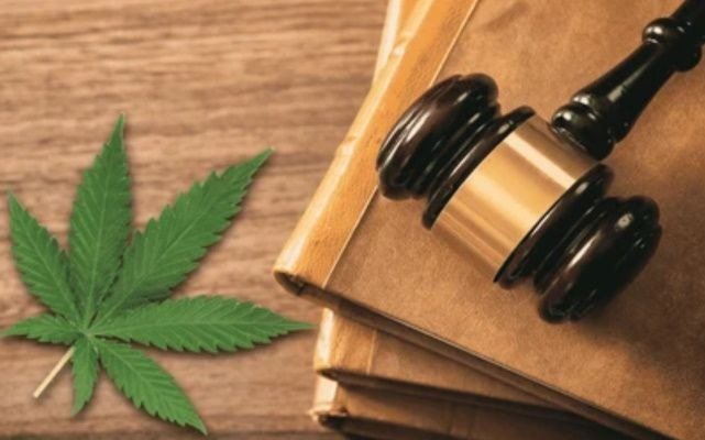 Vers la fin de l’interdiction des fleurs de CBD en France