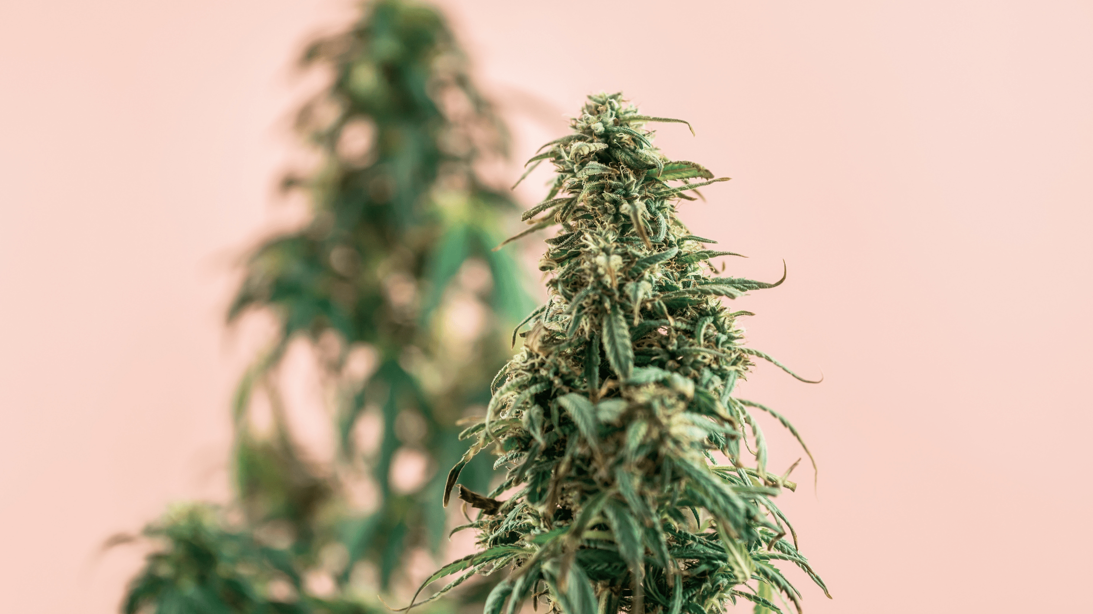 Zoom sur notre fleur Amnesia HHCPO !