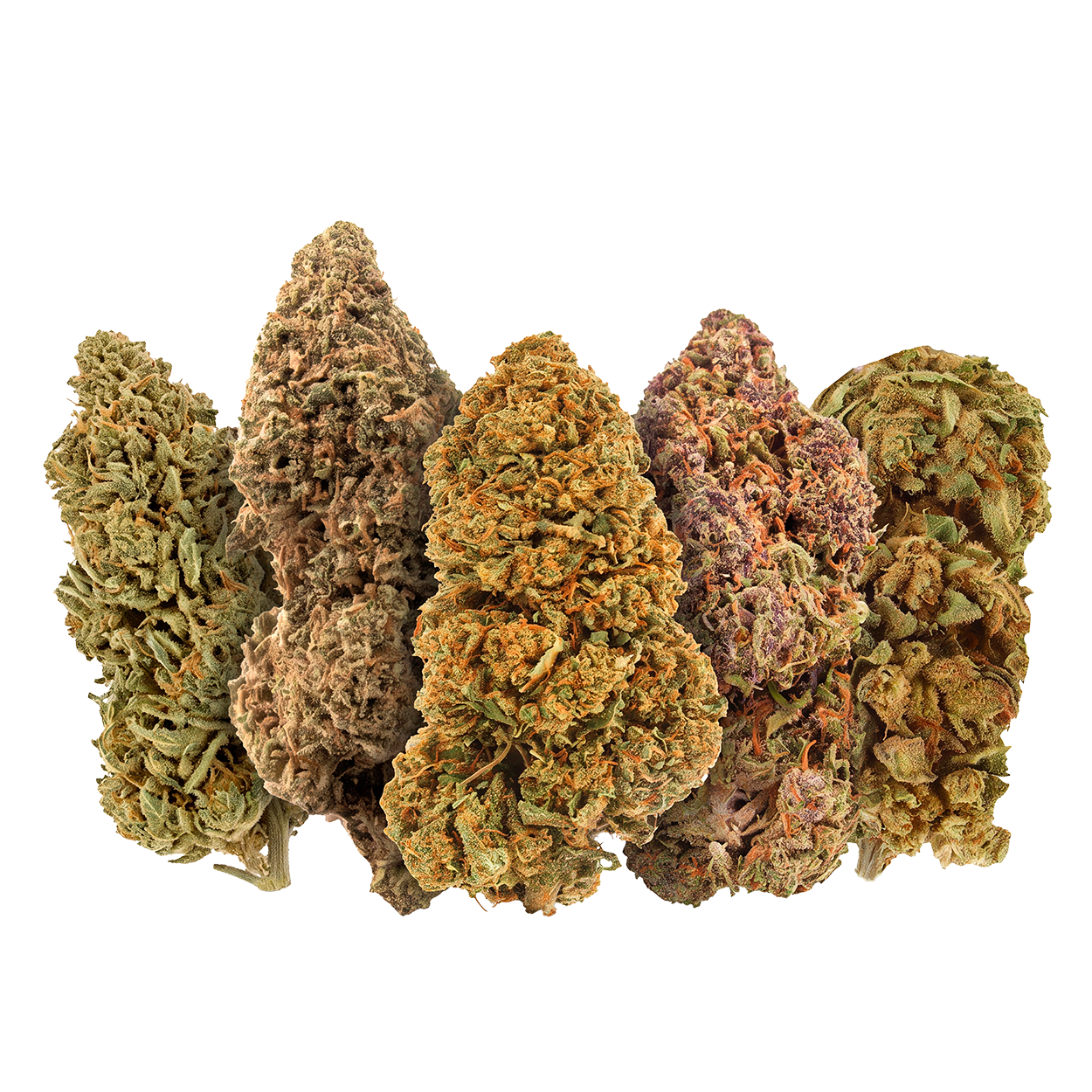 PACK DÉCOUVERTE FLEURS