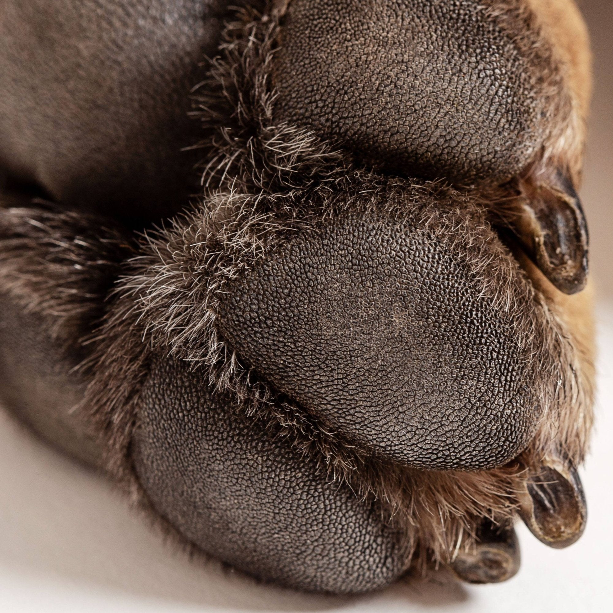 BAUME VEGETAL - SOIN COUSSINETS POUR CHIENS (2)