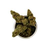 BOX AMNESIA SATIVA L.
