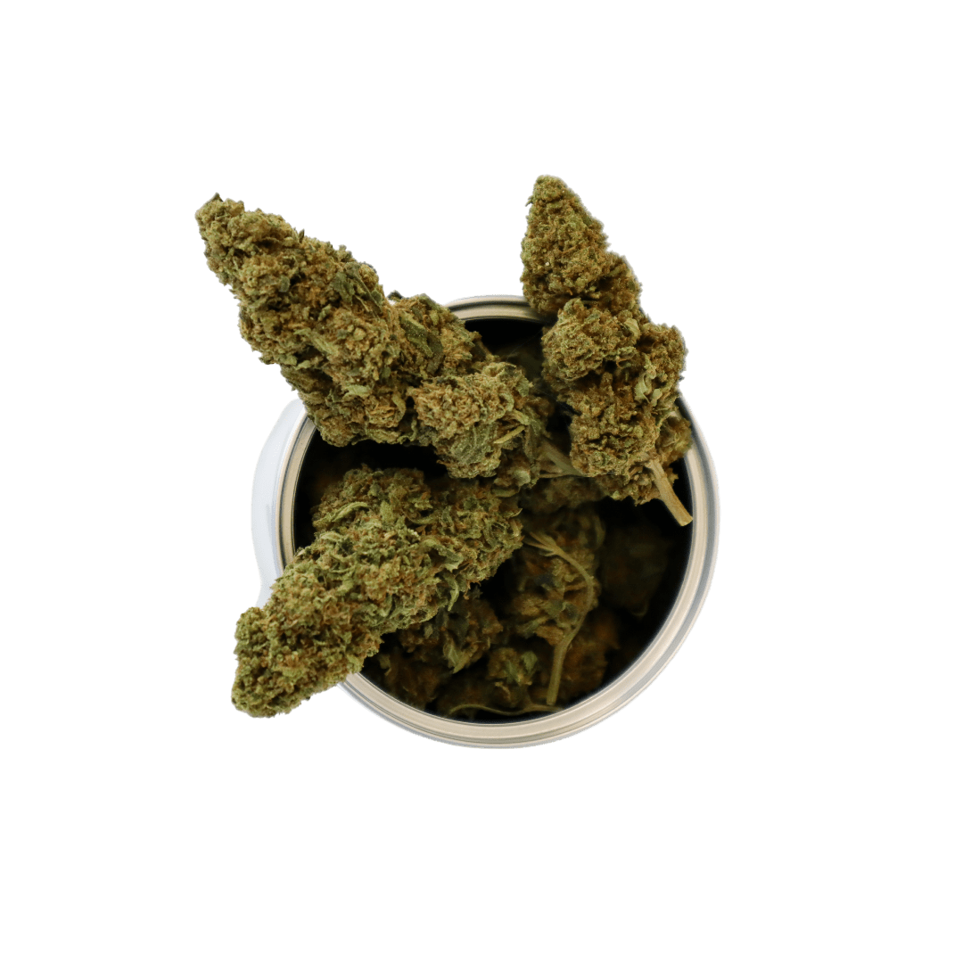 BOX AMNESIA SATIVA L.