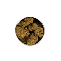 Box Moby Dick Sativa L.