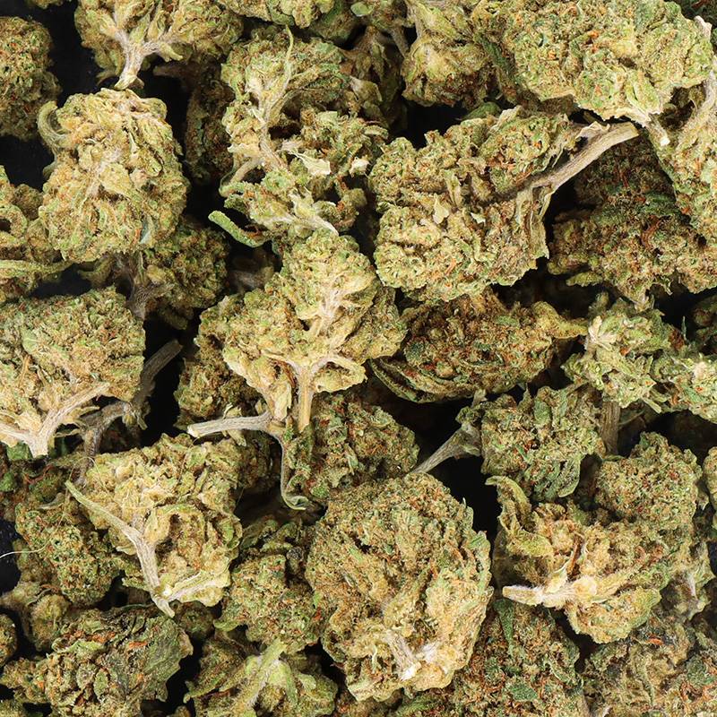 SMALL BUD 2025 BUBBLE GUM