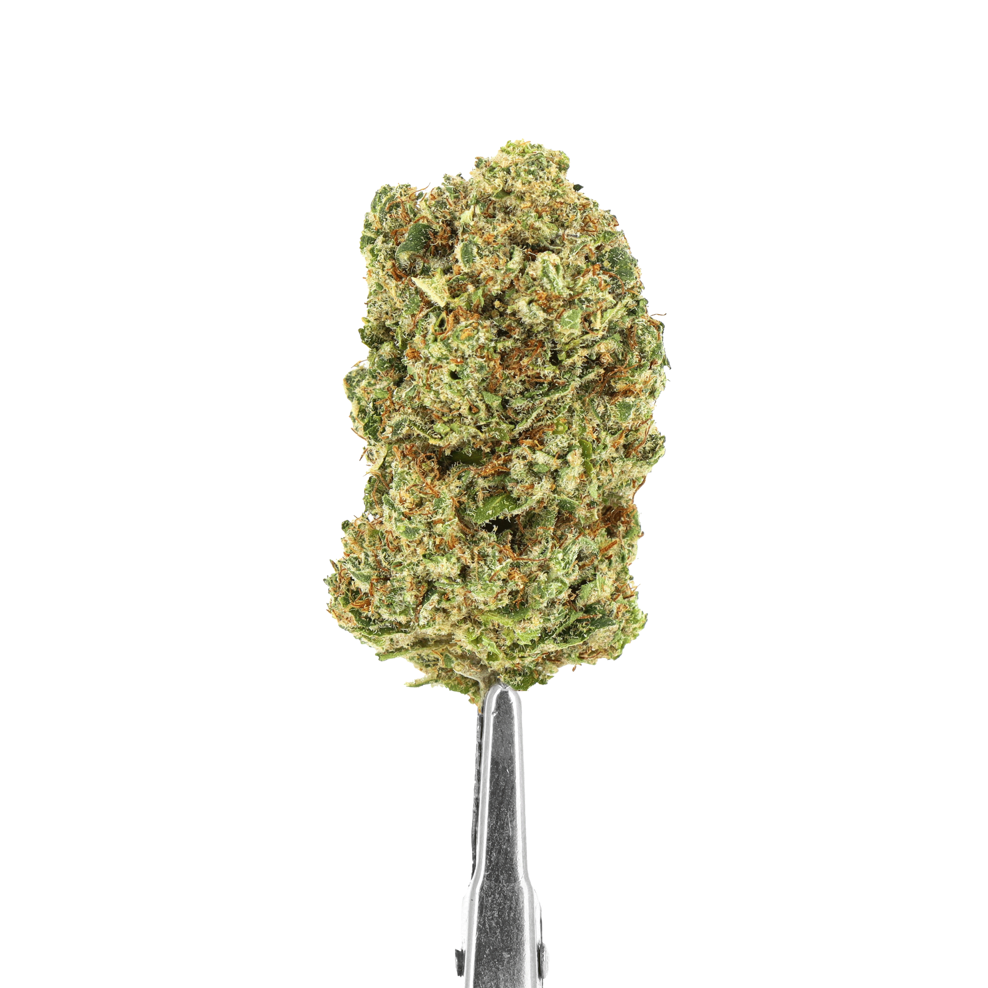 fleur hydroponie - alien fruit