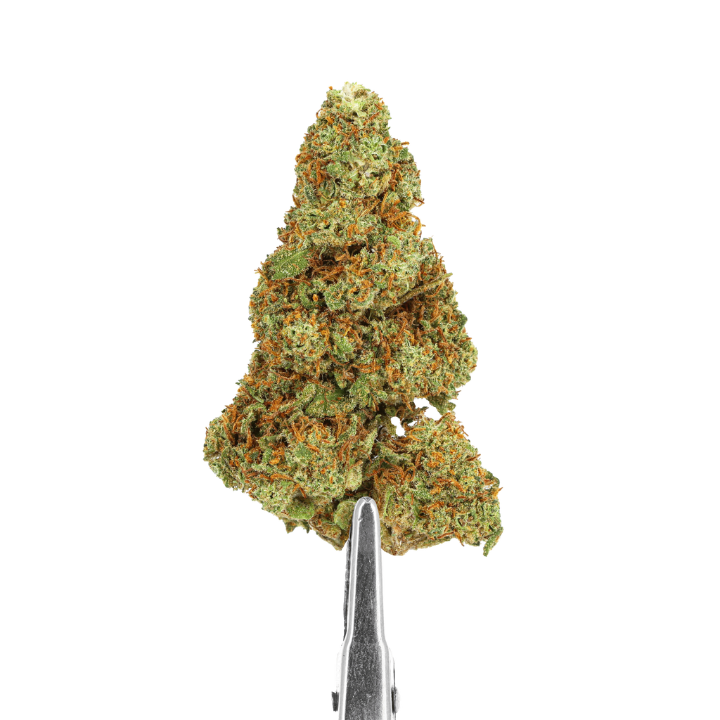 FLEURS CBD - CHAMPAGNE KUSH - INDOOR