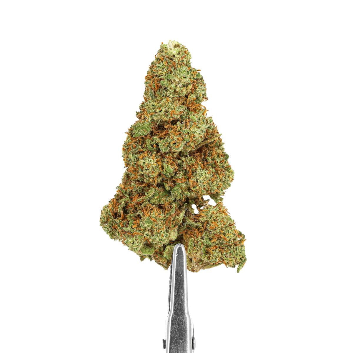 FLEURS CBD - CHAMPAGNE KUSH - INDOOR