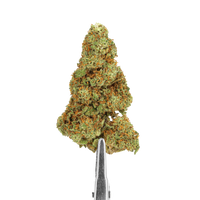 FLEURS CBD - CHAMPAGNE KUSH - INDOOR