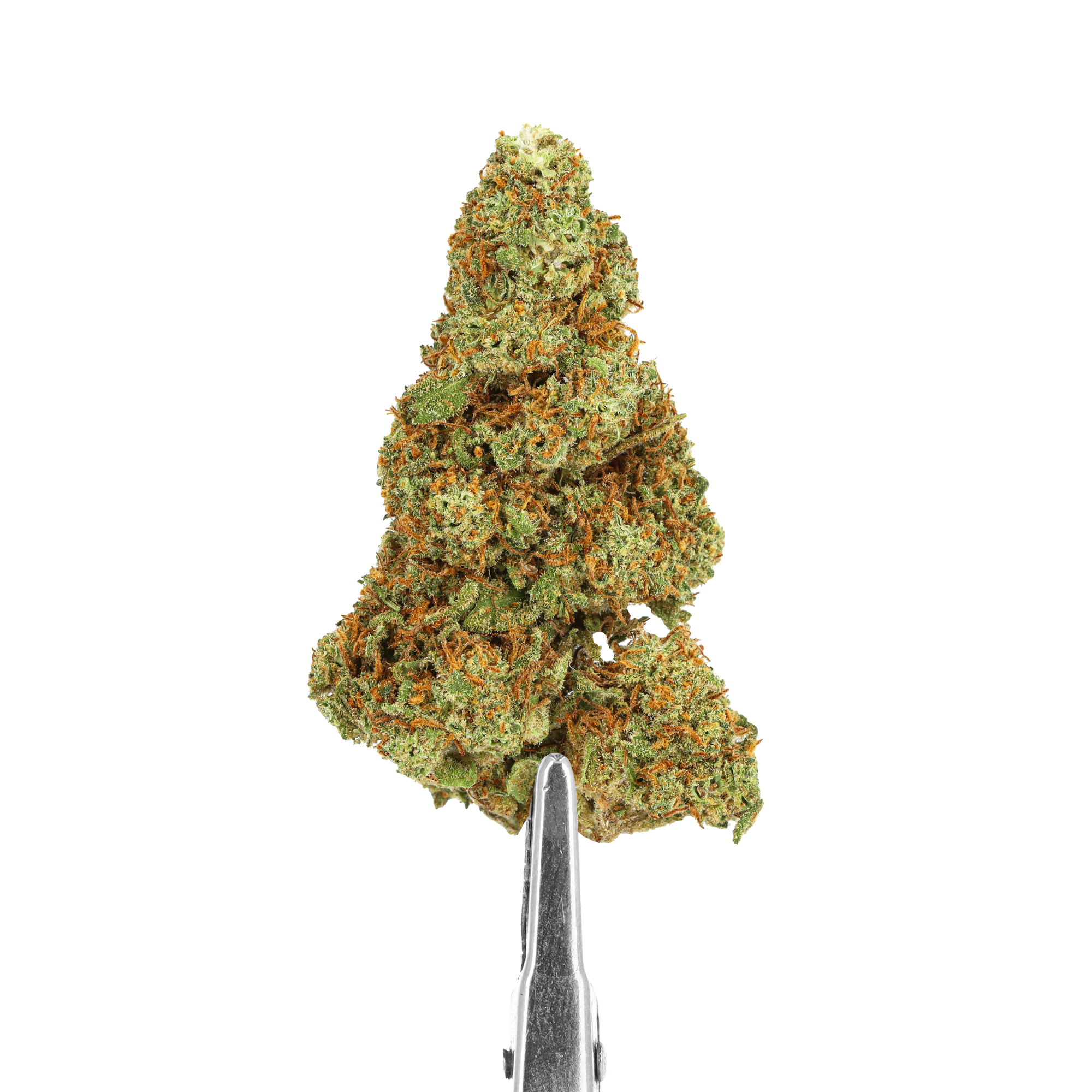 FLEURS CBD - CHAMPAGNE KUSH - INDOOR