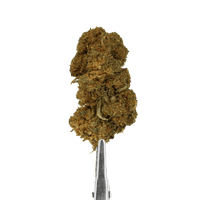 cherry gelato cbd