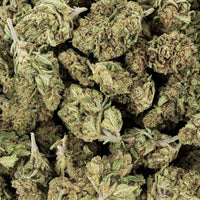 SMALL BUD - CRITICAL x AMNESIA 2.0