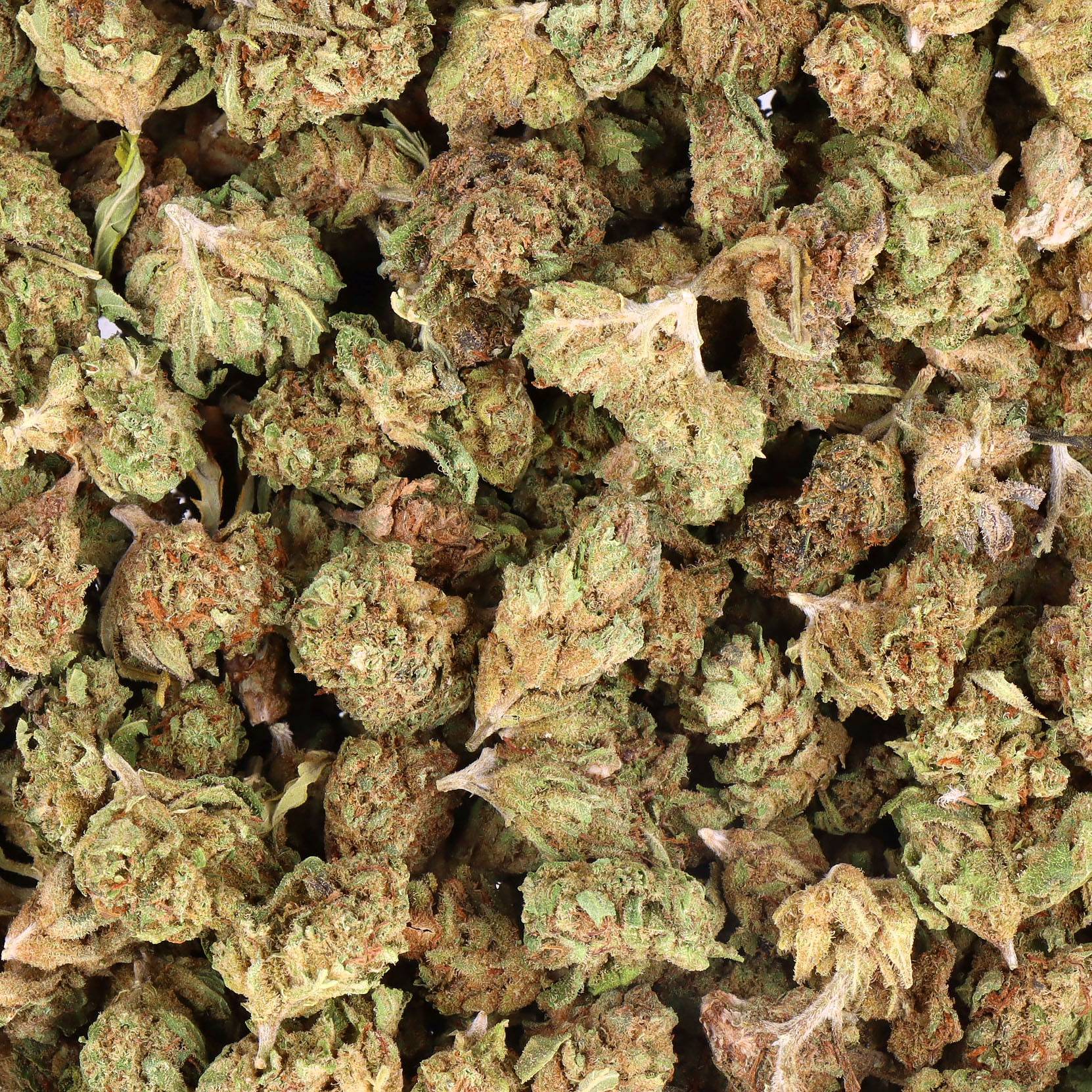 GELATO small bud cbd