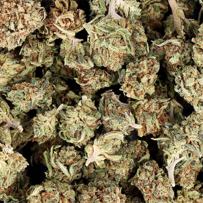 ORANGE SMALL BUD CBD