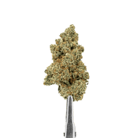 fleur cbd hydroculture
