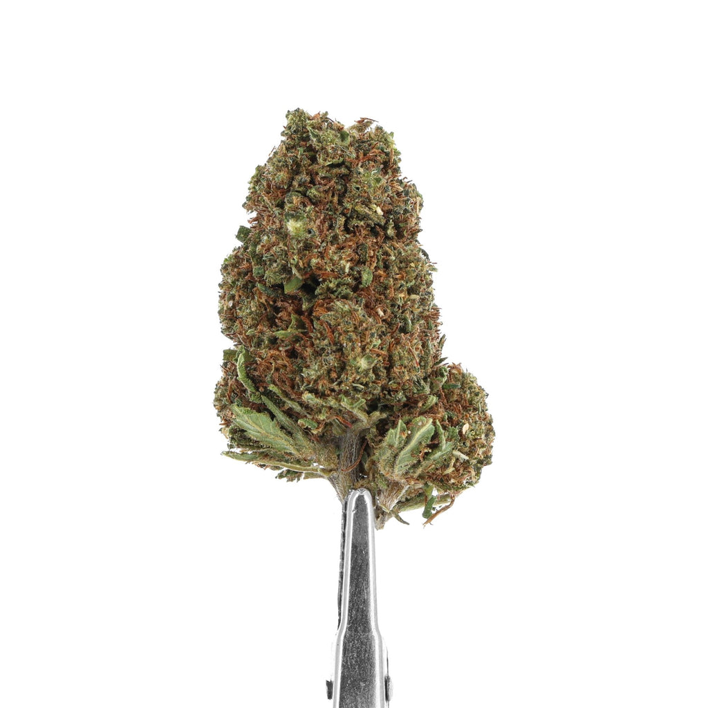 shoreline cbd