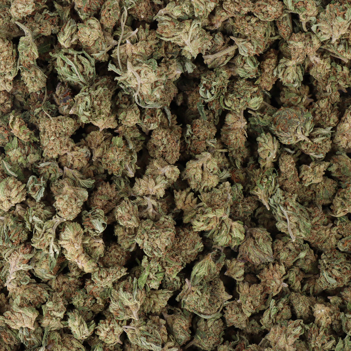 small bud amnesia