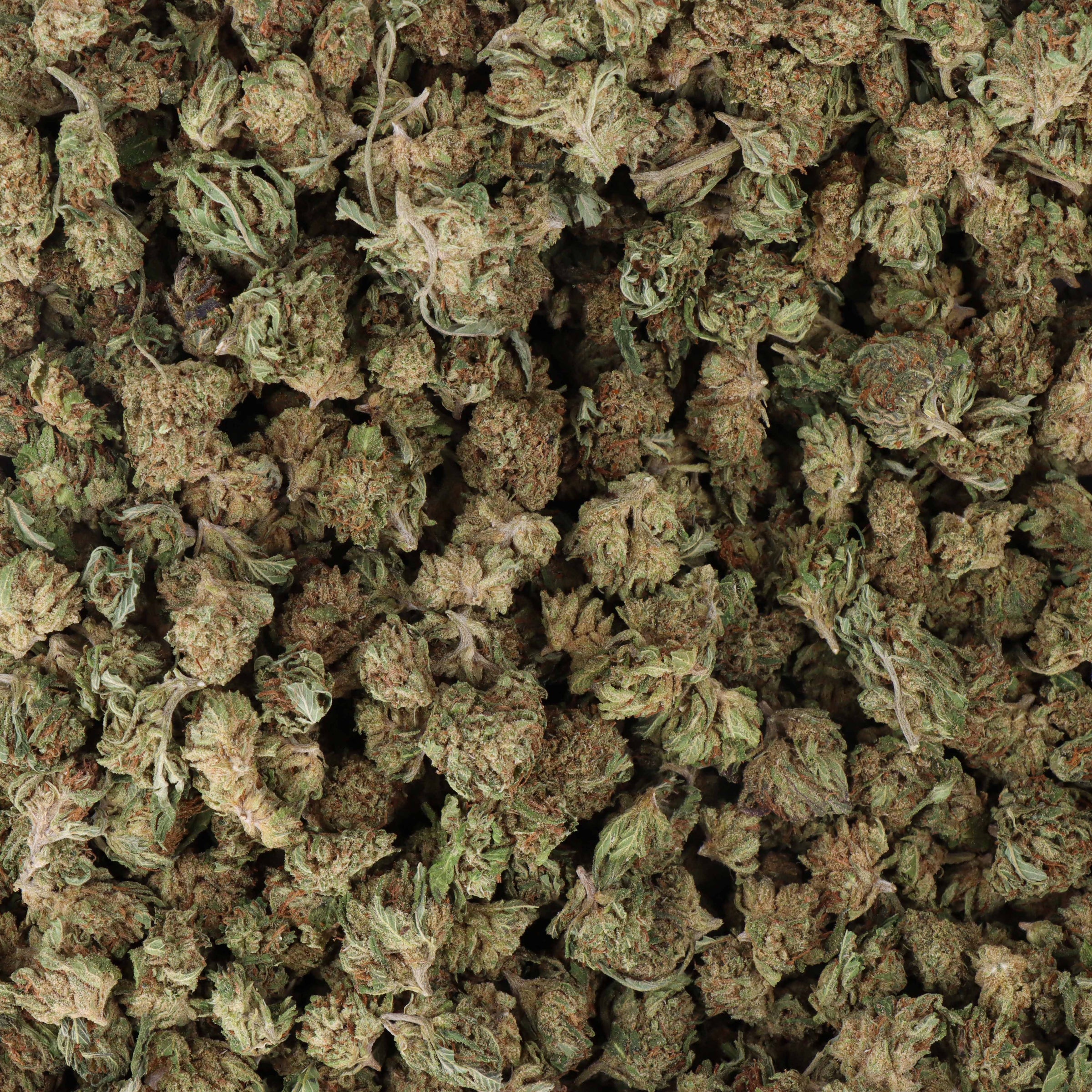 small bud amnesia
