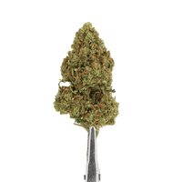 Cbd watermelon