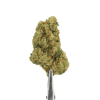 Fleur HDH 3.0 Amnesia `